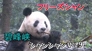 碧峰峡シャン Vol.9 フリーズシャン【Giant panda Xiang Xiang】