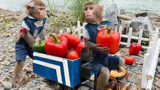 Bim Bim harvests bell peppers and tomatoes to make Pizza so cute | Monkey Bim Bim Funny Story 2023