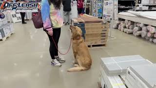 Brody | 4 Year Old Golden Retriever | Best Dog Trainer Cleveland, OH | E-Collar Training