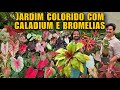 JARDIM MAGNÍFICO com CORES VIBRANTES - CALADIUM , BROMELIAS e PLANTAS espetaculares