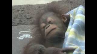 Baby Orangutan Riki #3 Falls Asleep