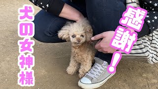 ヒーリング効果！？うちの犬が吠えなくなった！！【トイプードル】