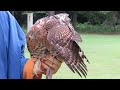 ハイブリッドな？鷹　｜ 鷹匠の鷹さん　falconry