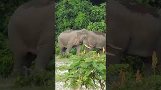 Dooars Elephant #dooars #wildlife #animalplanet #discovery #shortvideo