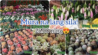 Explore Farmer's Garden-Cubao / Presyo ng mga Plants Mura na ba? #fypシ #fyp #dyk #satisfying #plants