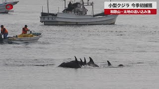 【速報】小型クジラ今季初捕獲 和歌山・太地の追い込み漁