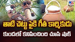 తాటి చెట్టు పైకి గీత కార్మికుడు కుండలో కనిపించింది చూసి షాక్ - TV9