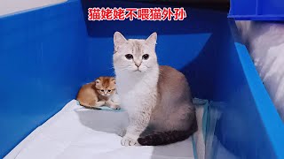 两个猫妈搬进大产房，猫妈不再喂女儿的崽，猫女儿继续喂妈妈的崽