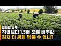 작년보다 1.5배 오른 배추…김치 저렴하게 먹을 방법은? / SBS / 친절한 경제