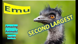 Emu facts🦩 who is second to ostrich in height 🙋‍♂️