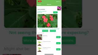 PlantSnap identifies a Touch me not (Impatiens)