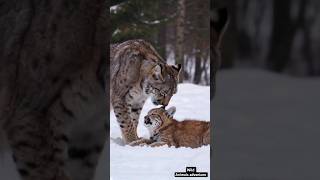 Heartwarming Moment: Lynx Smooches Baby Lynx in a Winter Wonderland