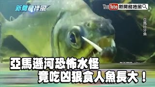 《新聞龍捲風》片段　亞馬遜河恐怖水怪　竟吃凶狠食人魚長大！