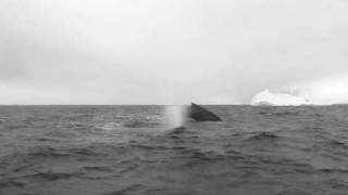 Antarctica Whale Sneezes on Camera!