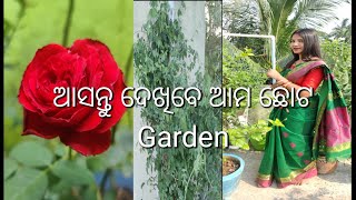 ମୋର ଛୋଟ ଉଦ୍ୟାନ | ଗ୍ରୀଷ୍ମ ଉଦ୍ୟାନ | ଓଡିଆ ବଗିଚା ପରିଦର୍ଶନ | ଫୁଲ ବଗିଚା |