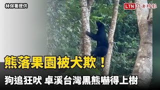 熊落果園被犬欺！狗追狂吠 卓溪台灣黑熊嚇得上樹（林保署提供）