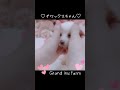 かわいいチワックス チワワ×ダックス の赤ちゃん🐶 shorts 犬のいる暮らし【茂原市の大型犬専門ブリーダー直売店 grand inu farm】