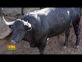 Tierra Fértil Tv-Crianza y manejo del toro bravo o de lidia(25.02.23)