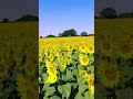 Amazing Nature Relax Video | Beautiful Sunflower Video | Flower Video #Shorts #wonderful #shortvideo