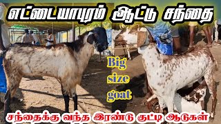 Ettayapuram goatmarket | சந்தைக்கு வந்த பெரிய சைஸ் ஆடுகள் | தமிழர் நிலம்