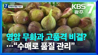 [여기는 전남] 영암 무화과 고품격 비결?…“수매로 품질 관리” / KBS  2023.08.07.