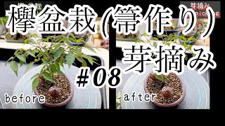 #08【欅】芽摘み(箒作り)【松尾盆栽】[Zelkova] Picking buds (making brooms) [Matsuo bonsai]