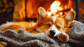 Corgi Sleeping by the Fireplace – Cozy Dog Nap Ambience with Fire Sounds 🐶🔥