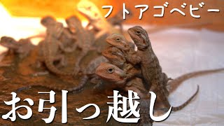 フトアゴヒゲトカゲのお引っ越し〜新旧同居は可能なのか？！〜