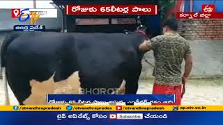 రోజుకు ఏకంగా 65 లీటర్ల పాలు ఇస్తున్న ఆవు | Haryana Cow Gives 65 Liter Milk Per Day | Amazing