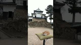 2021.2.8 猫城主さんじゅーろー