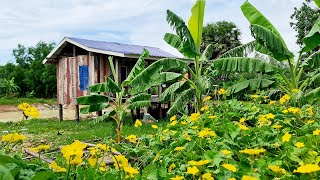 ដើរលេងជុំវិញផ្ទះចំការ។ Walking around my grandfather's farmland.