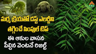 మర్మ క్రియతో డస్ట్ ఎలర్జీ ని తగ్గించే సింపుల్ టిప్ ఈ ఆకుల వాసన పీల్చిన వెంటనే రిజల్ట్ | PMC Health