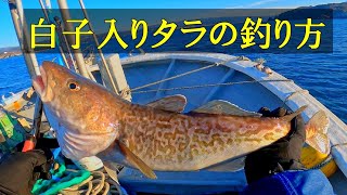 タラの白子を求めて、冬の三陸浅場タラジギング