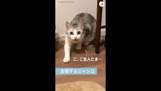 【必死に何かを語りかけるニャンコ】鳴きながら手をチョイチョイ…謎の主張に (;´∀｀)