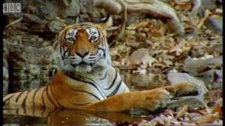 Cute Cubs and Population Tracking | Tigers | BBC Earth