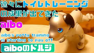 トイレトレーニングの成果が出てきたaibo🚽🐕 - aibo's potty training is starting to pay off 【アイボ】