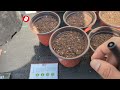 survival garden seeds quick overview and sowing seeds for summer gardening seeds gardening