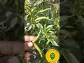 chili ተሳዳቢው ቃሪያ😁🌶. ቃርያ chili takeorganic