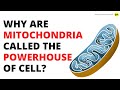 Why are mitochondria called the powerhouse of cell? - QnA Explained