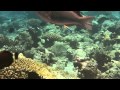 Coral reef cleaning station -  Parrotfish get a bath from a wrasse