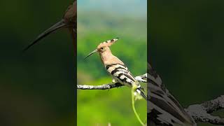 Bird video | #viralshorts #nature #ytshorts #shorts