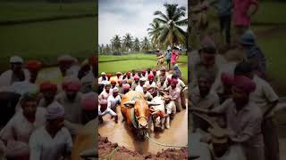 Heavy cow stuck in muddy field rescued with farmer's help #help #humanity  #animals #cow #shorts