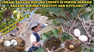 Cek semua lokasi sarang burung cendet‼️malah di penuhi sarang burung perkutut dan kutilang