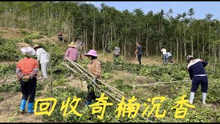 【老林赶野】今天又回收1000棵奇楠沉香樹，樹身2米多高還補孔，380000拿下來