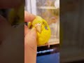 ママはまだ足りないよー セキセイインコ カキカキ shorts