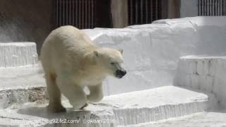 天王寺動物園のホッキョクグマ　バフィン\u0026モモ　（お部屋に帰る編）