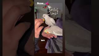 Cockatiels UNBELIEVABLE BOND🥹#shorts#cutepets#status#song#ad#aty#yt#cuteanimals#story#cockatiel#vs