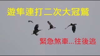 遊隼獵食秀_EP01打大冠鷲_遊隼連打二次大冠鷲_大冠鷲緊急煞車跳過一劫保住小命_窗外鳥世界_ハヤブサ_송골매_210523