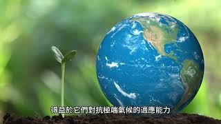 世界上最古老的樹是什麼？#history #earth #world #themostoftheworld #oldest