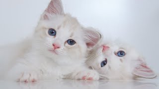 Cute Cat Playing | cats meowing loudly | kittens and cats meowing | funny cats